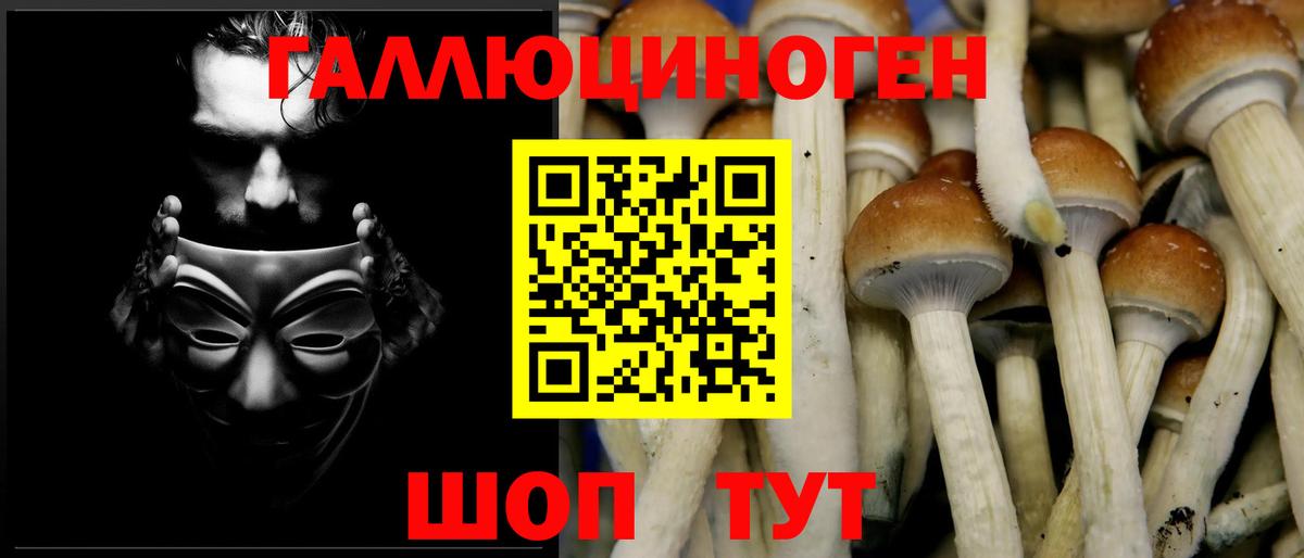 Псилоцибиновые грибы Psilocybine cubensis Конаково